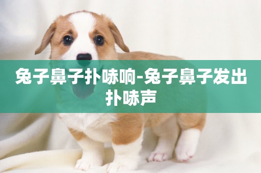 兔子鼻子撲哧響-兔子鼻子發出撲哧聲