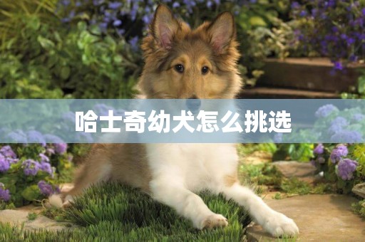 哈士奇幼犬怎么挑選