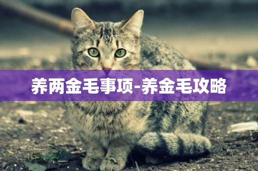養兩金毛事項-養金毛攻略