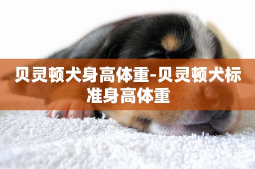 貝靈頓犬身高體重-貝靈頓犬標準身高體重