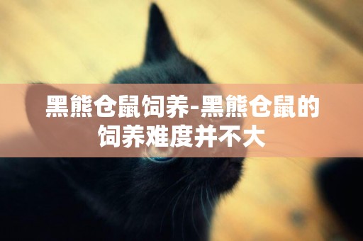 黑熊倉鼠飼養-黑熊倉鼠的飼養難度并不大