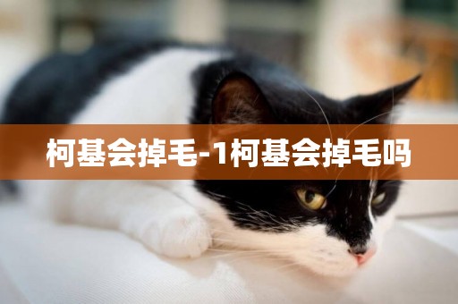 柯基會掉毛-1柯基會掉毛嗎