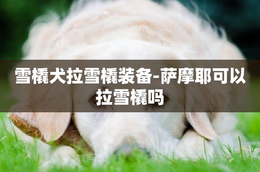 雪橇犬拉雪橇裝備-薩摩耶可以拉雪橇嗎