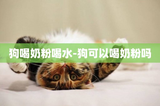 狗喝奶粉喝水-狗可以喝奶粉嗎
