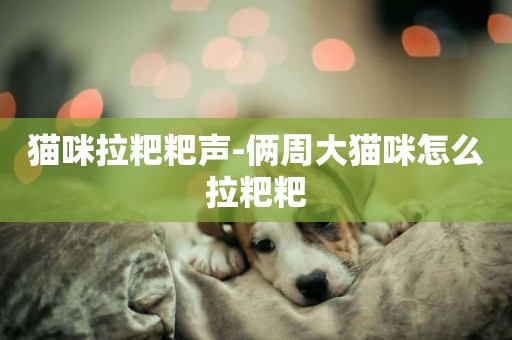 貓咪拉粑粑聲-倆周大貓咪怎么拉粑粑