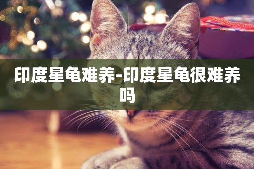 印度星龜難養-印度星龜很難養嗎