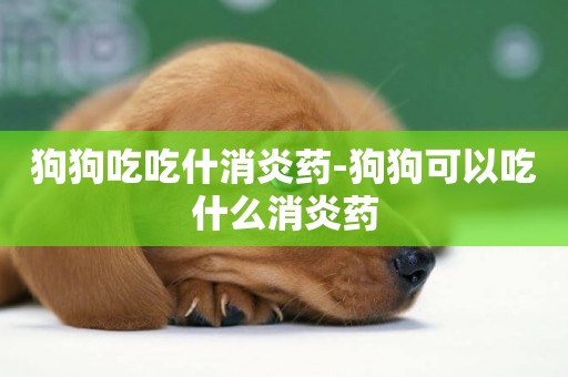 狗狗吃吃什消炎藥-狗狗可以吃什么消炎藥