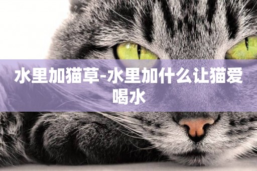 水里加貓草-水里加什么讓貓愛喝水