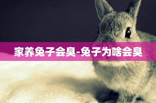 家養兔子會臭-兔子為啥會臭