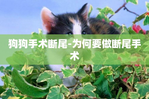 狗狗手術斷尾-為何要做斷尾手術