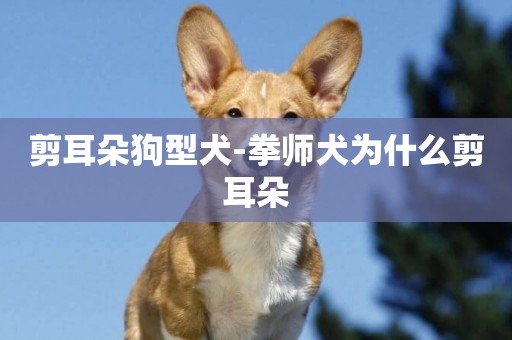剪耳朵狗型犬-拳師犬為什么剪耳朵