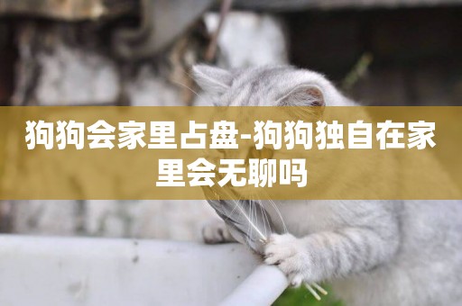 狗狗會家里占盤-狗狗獨自在家里會無聊嗎