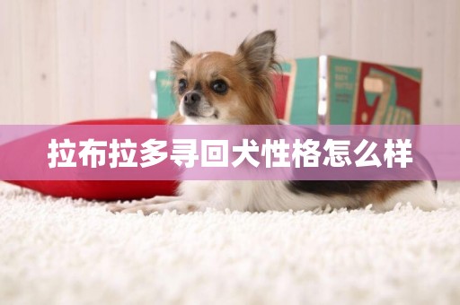 拉布拉多尋回犬性格怎么樣