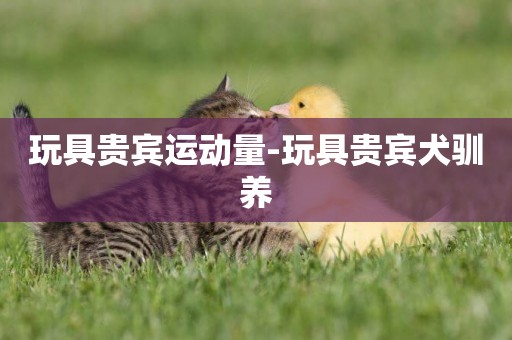 玩具貴賓運動量-玩具貴賓犬馴養