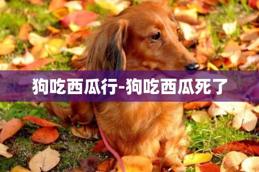 狗吃西瓜行-狗吃西瓜死了