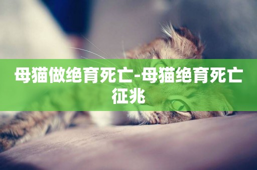 母貓做絕育死亡-母貓絕育死亡征兆
