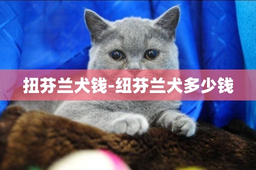扭芬蘭犬錢-紐芬蘭犬多少錢