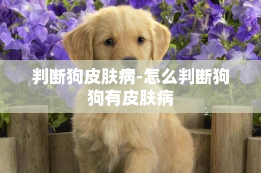 判斷狗皮膚病-怎么判斷狗狗有皮膚病