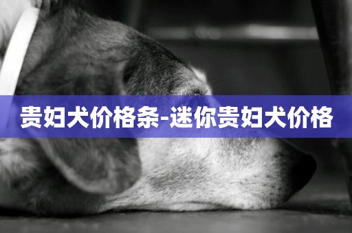 貴婦犬價格條-迷你貴婦犬價格