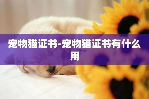 寵物貓證書-寵物貓證書有什么用