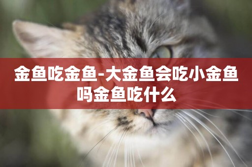 金魚吃金魚-大金魚會吃小金魚嗎金魚吃什么
