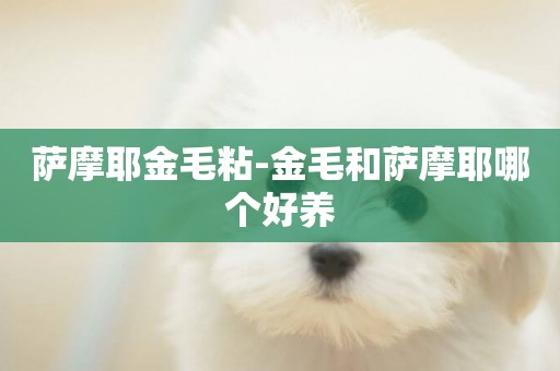 薩摩耶金毛粘-金毛和薩摩耶哪個好養