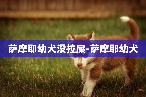 薩摩耶幼犬沒拉屎-薩摩耶幼犬