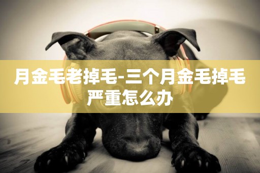 月金毛老掉毛-三個月金毛掉毛嚴重怎么辦