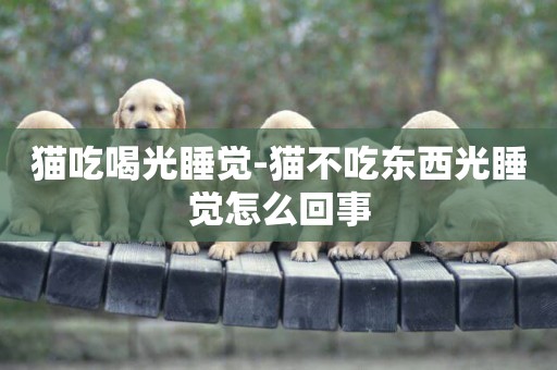 貓吃喝光睡覺-貓不吃東西光睡覺怎么回事