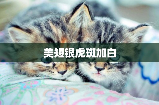 美短銀虎斑加白