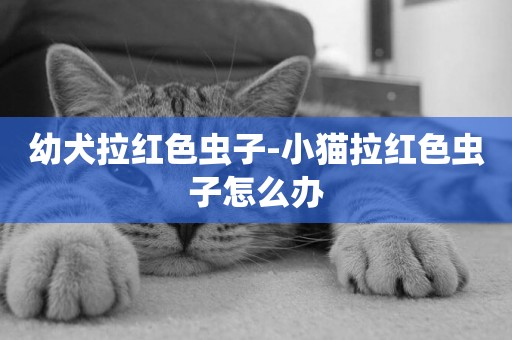 幼犬拉紅色蟲子-小貓拉紅色蟲子怎么辦