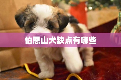 伯恩山犬缺點有哪些