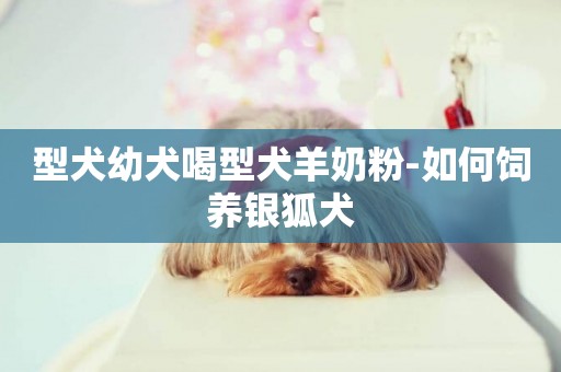 型犬幼犬喝型犬羊奶粉-如何飼養銀狐犬