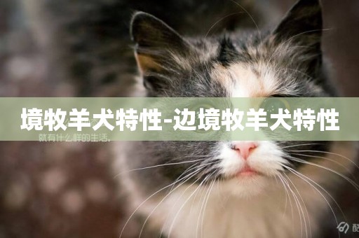 境牧羊犬特性-邊境牧羊犬特性