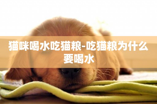 貓咪喝水吃貓糧-吃貓糧為什么要喝水
