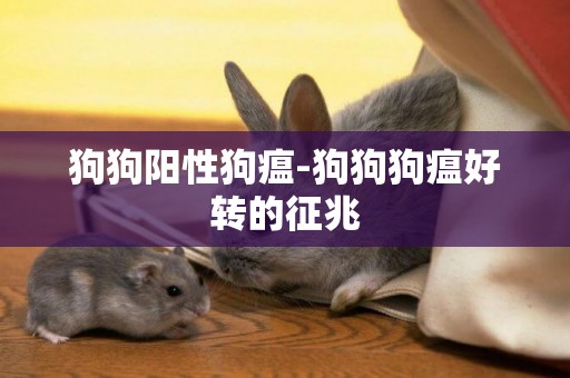 狗狗陽性狗瘟-狗狗狗瘟好轉的征兆