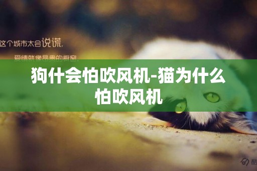 狗什會怕吹風機-貓為什么怕吹風機