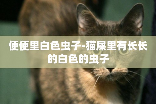 便便里白色蟲子-貓屎里有長長的白色的蟲子