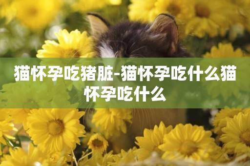 貓懷孕吃豬臟-貓懷孕吃什么貓懷孕吃什么