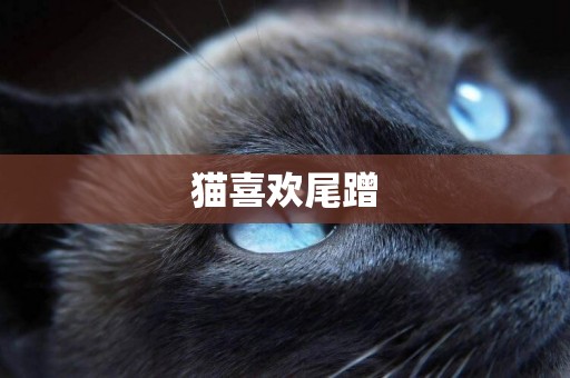 貓喜歡尾蹭