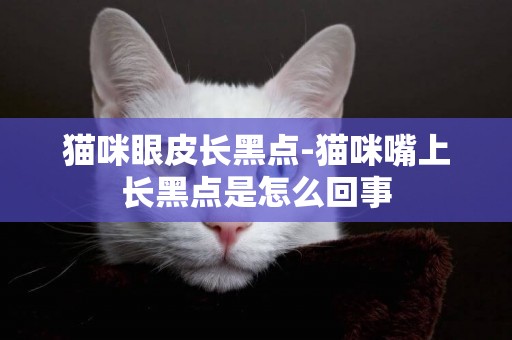 貓咪眼皮長黑點-貓咪嘴上長黑點是怎么回事