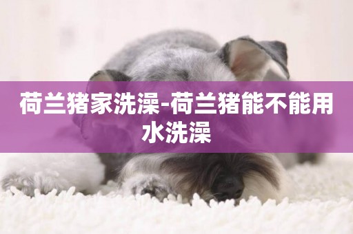 荷蘭豬家洗澡-荷蘭豬能不能用水洗澡