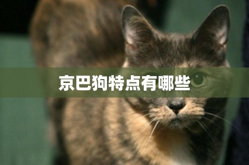 京巴狗特點有哪些