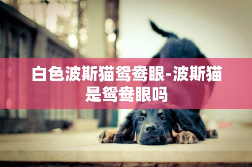 白色波斯貓鴛鴦眼-波斯貓是鴛鴦眼嗎