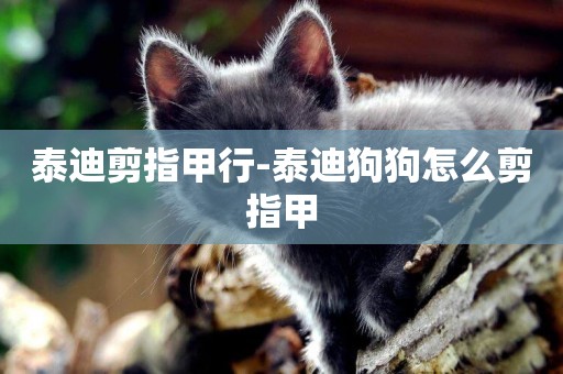 泰迪剪指甲行-泰迪狗狗怎么剪指甲