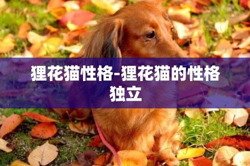 貍花貓性格-貍花貓的性格獨立