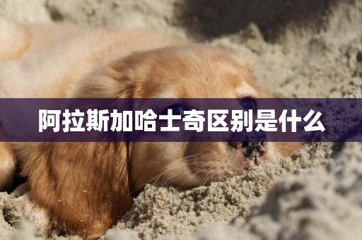 阿拉斯加哈士奇區別是什么