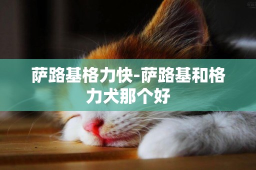 薩路基格力快-薩路基和格力犬那個好