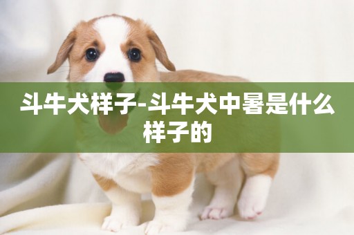 斗牛犬樣子-斗牛犬中暑是什么樣子的