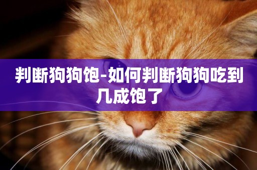 判斷狗狗飽-如何判斷狗狗吃到幾成飽了